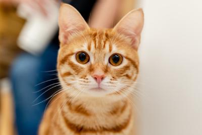 orange-cat-1.jpg