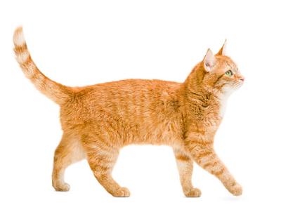 orange-cat-2.jpg